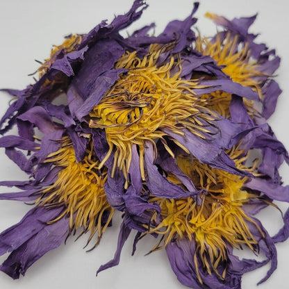 Egyptian Blue Lotus